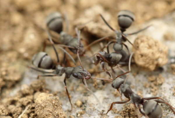 fire ant outdoor pest