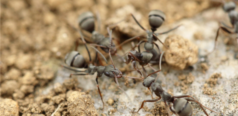 fire ant outdoor pest