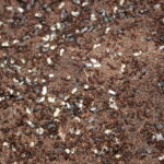 fire ant workers outdoor pest control