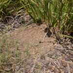 Fire Ant outdoor pest