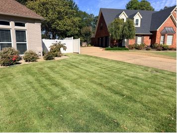 Zoysia Conway Zoysia Lawn 10/26/26