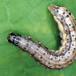 Fall Armyworm 5th Instar