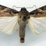 Fall Armyworm Moth