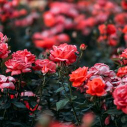 Knockout Roses Tree & Shrub Treatments