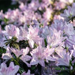 azaleas tree & shrub