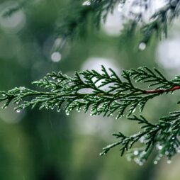 arborvitae tree & shrub treatment plans